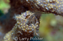 Brittle Star, D300, 105VR by Larry Polster 